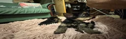 Yorkshire Terrier dogs for sale: Gorgeous Yorkshire Terrier Puppies Ready to go! 🐾 - Advert 28