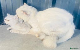 Persian cats for stud: Persian  Chinchilla Stud PROVEN in Gerrards Cross - Image 3