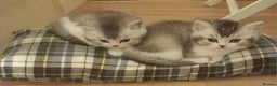 British Shorthair cats for sale: Stunning unusual British short hair kittens  - Advert 9
