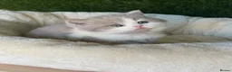 British Shorthair cats for sale: Health tested parents gccf reg lilac & white males - Advert 7