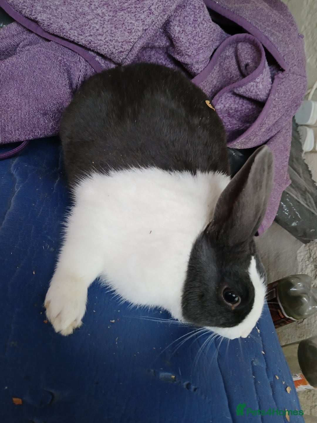 Dutch rabbits for sale: Male Dutch Rabbit  - Image 3