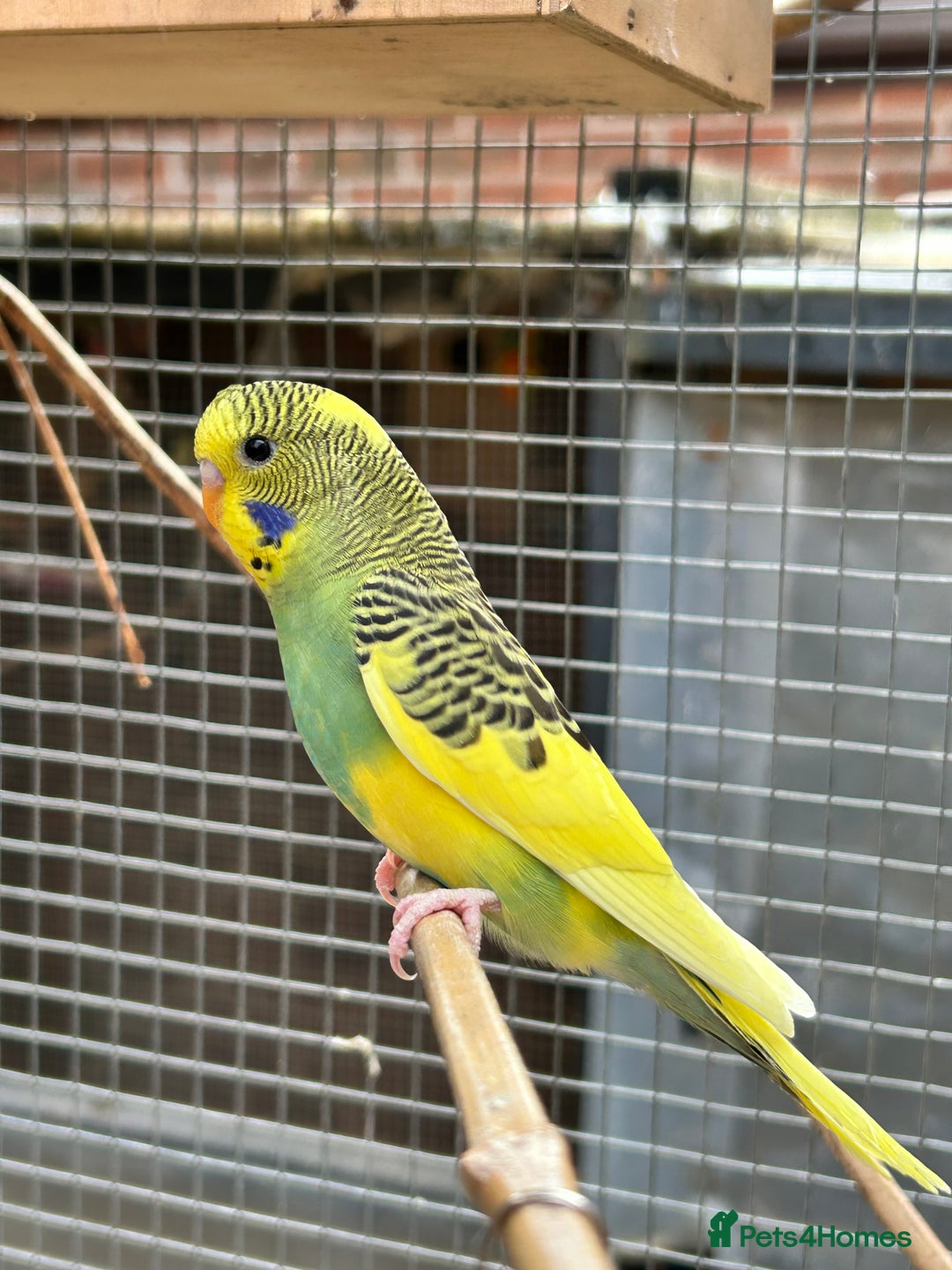 Budgerigars birds for sale: Beautiful Baby Budgies - Image 6
