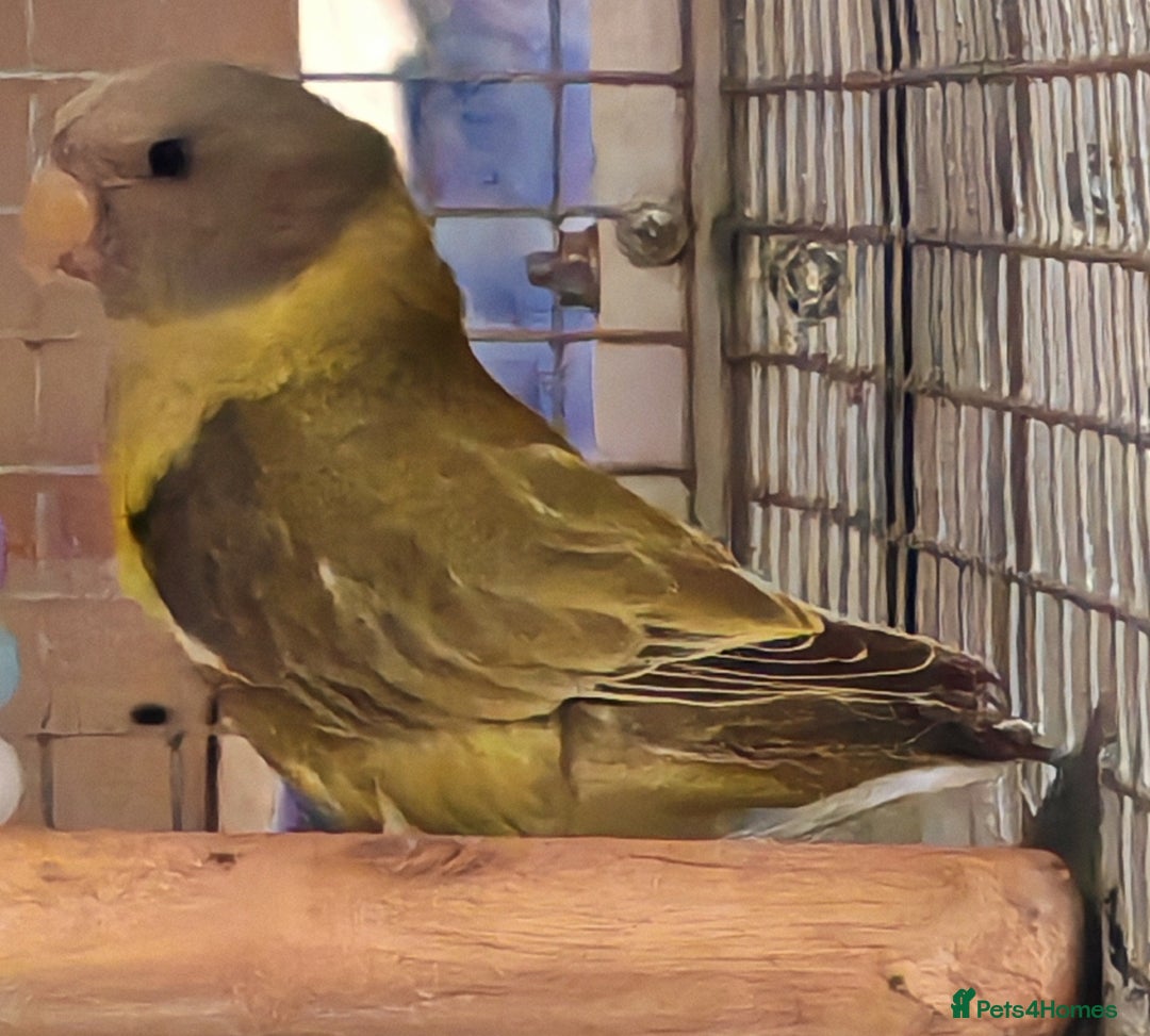 Parrots birds for sale: Parrots/ Parakeets Available  - Advert 8