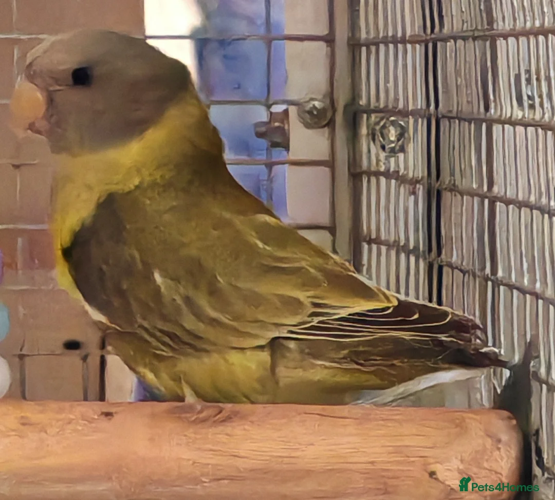 Parrots birds for sale: Parrots/ Parakeets Available  - Advert 8