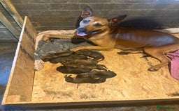 Belgian Shepherd Dog dogs for sale: ENVI 💥 BERRY 2 - Image 5