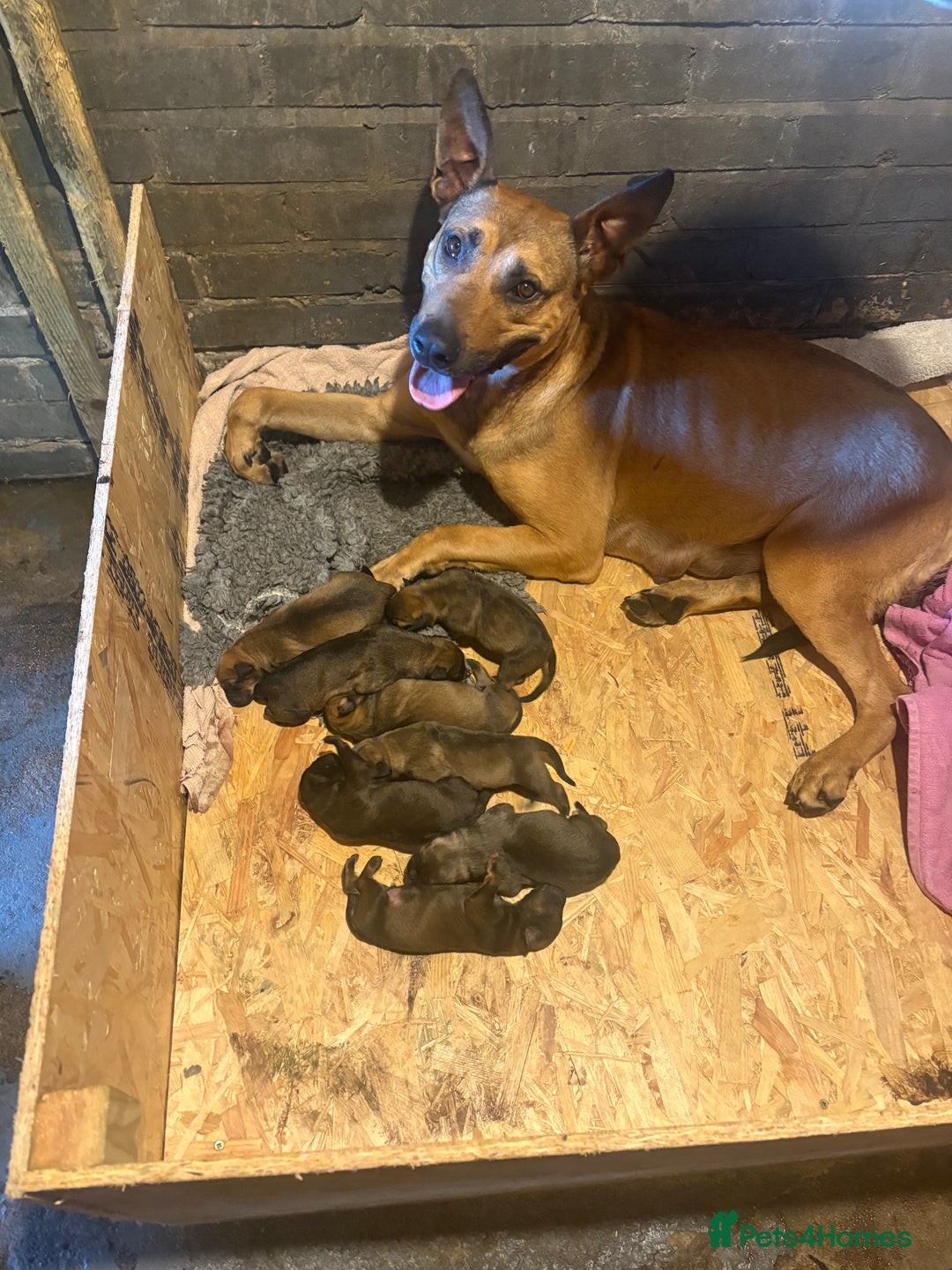 Belgian Shepherd Dog dogs for sale: ENVI 💥 BERRY 2 - Image 5