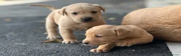 Labrador Retriever dogs for sale: KC REGISTERED LABRADOR PUPPIES - Advert 15