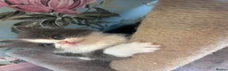 Ragdoll cats for sale: Ragdollxbsh kittens  - Advert 11