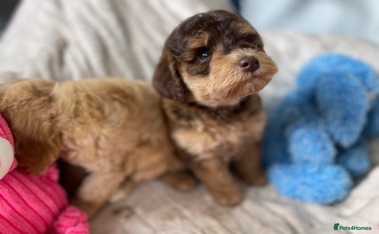 Cockapoo dogs - Advert 8