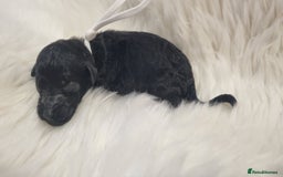 Standard Poodle dogs for sale: Exceptional Health Tested Puppies Due - Advert 23