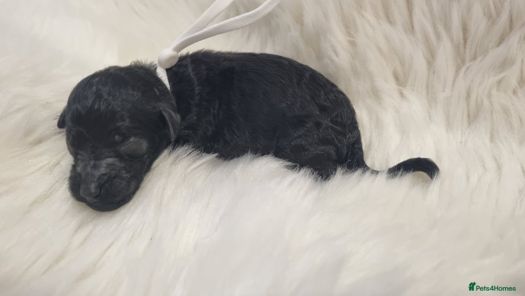 Standard Poodle dogs for sale: Exceptional Health Tested Puppies Due - Advert 23