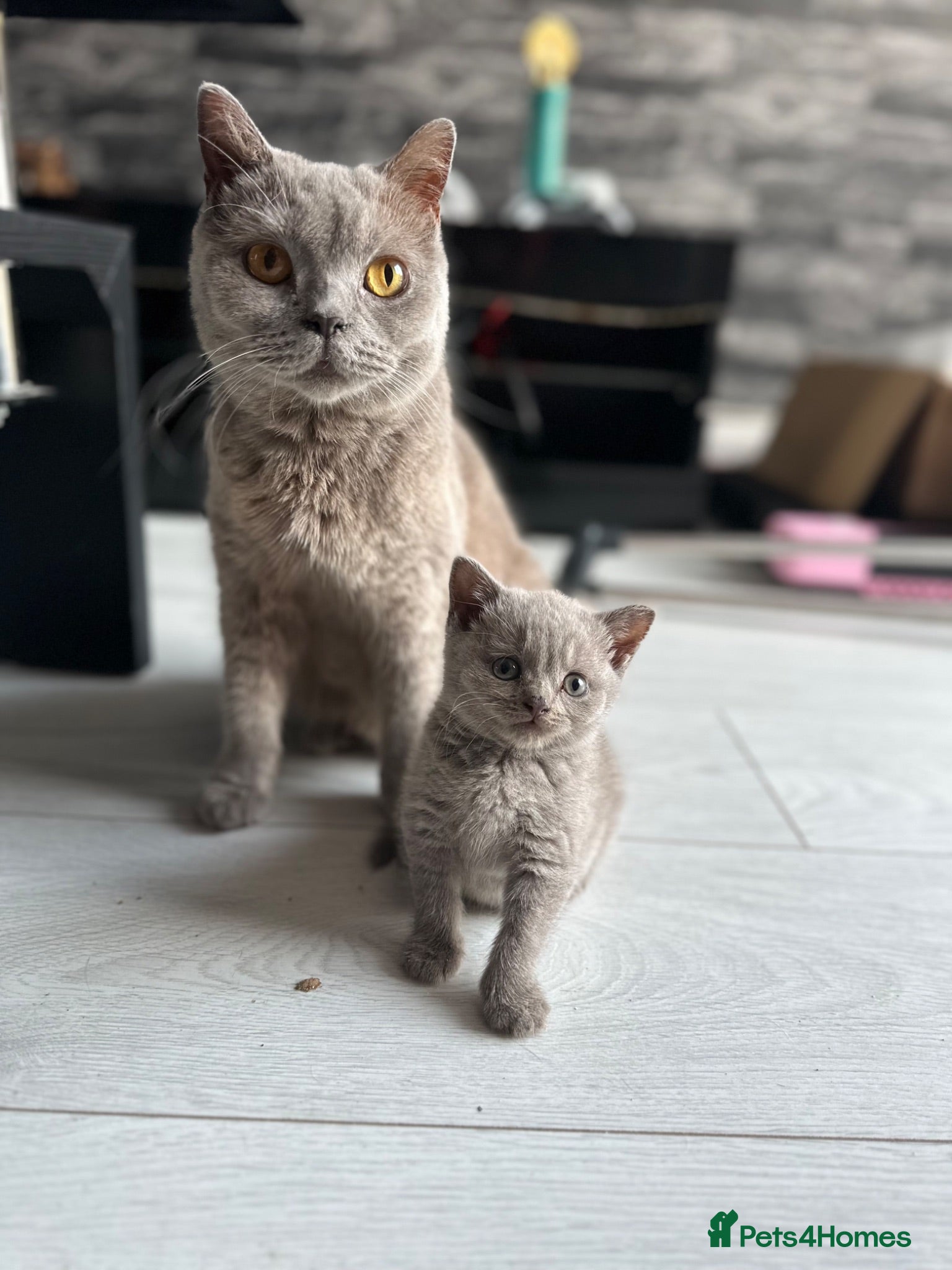 British Shorthair cats Lilac British Shorthair - Advert 1