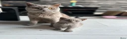 British Shorthair cats for sale: Lilac British Shorthair in Birmingham - Advert 1