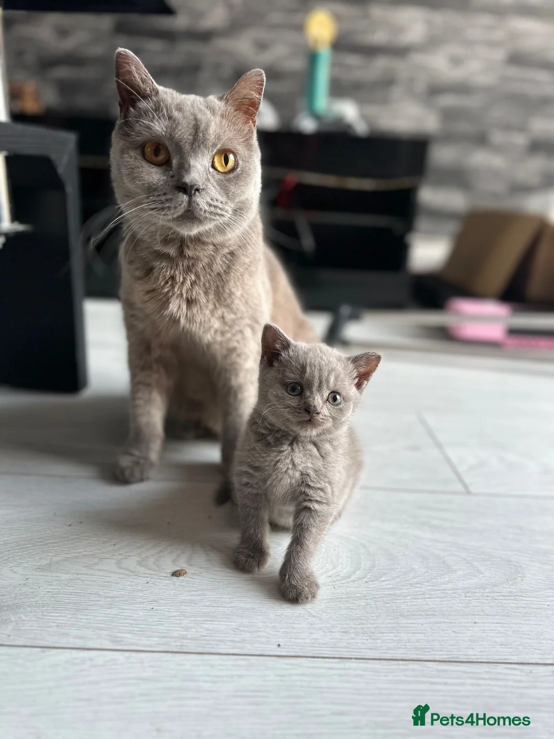 British Shorthair cats for sale: Lilac British Shorthair in Birmingham - Advert 1