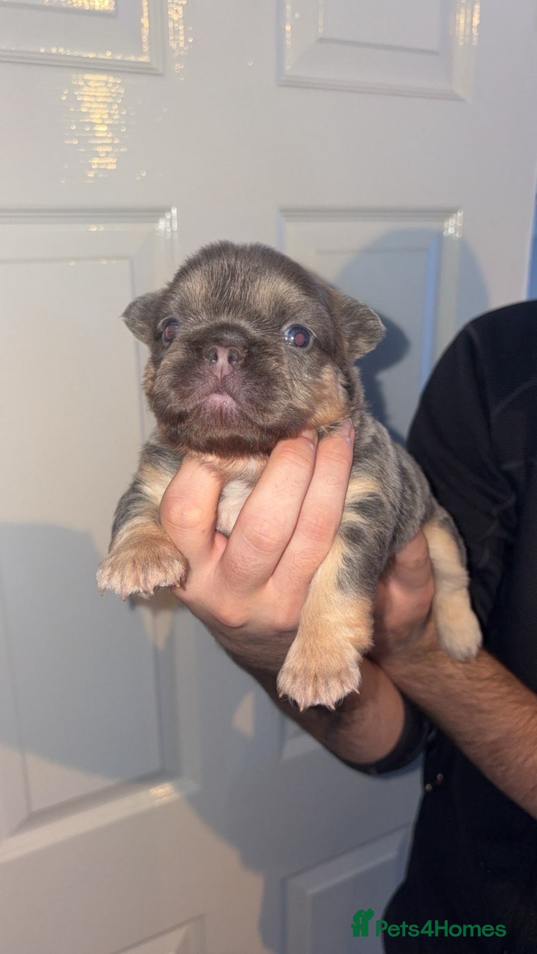 French Bulldog dogs for sale: Fluffy frenchi  - Advert 3