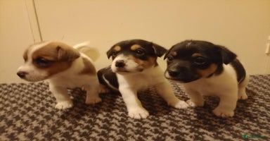 Jack Russell dogs Jack Russell puppies - Advert 3