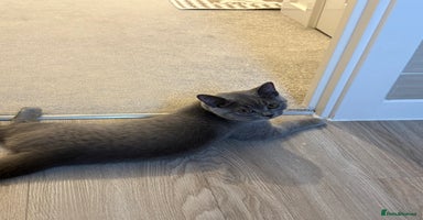 British Shorthair cats - Advert 12