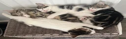 Domestic Shorthair cats for sale: A gorgeous male tabby and white domestic shorthair - Advert 3