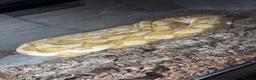 Python Snake reptiles for sale: Reticulated pythons  - Advert 4