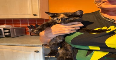 Mixed Breed cats - Advert 4