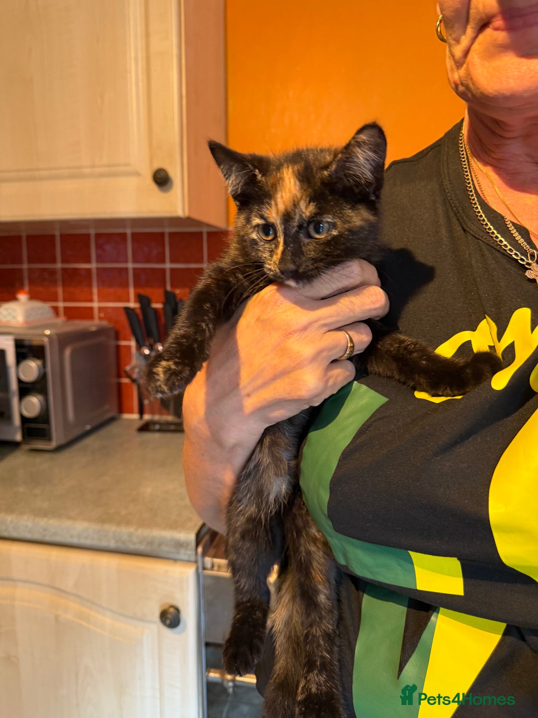 Mixed Breed cats for sale: 2 CUTE TORTOISESHELL GIRLS  - Image 3
