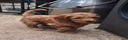 Mixed Breed dogs for sale: Cockerpoo X Miniature Australian Labradoodle  in Kettering - Advert 17