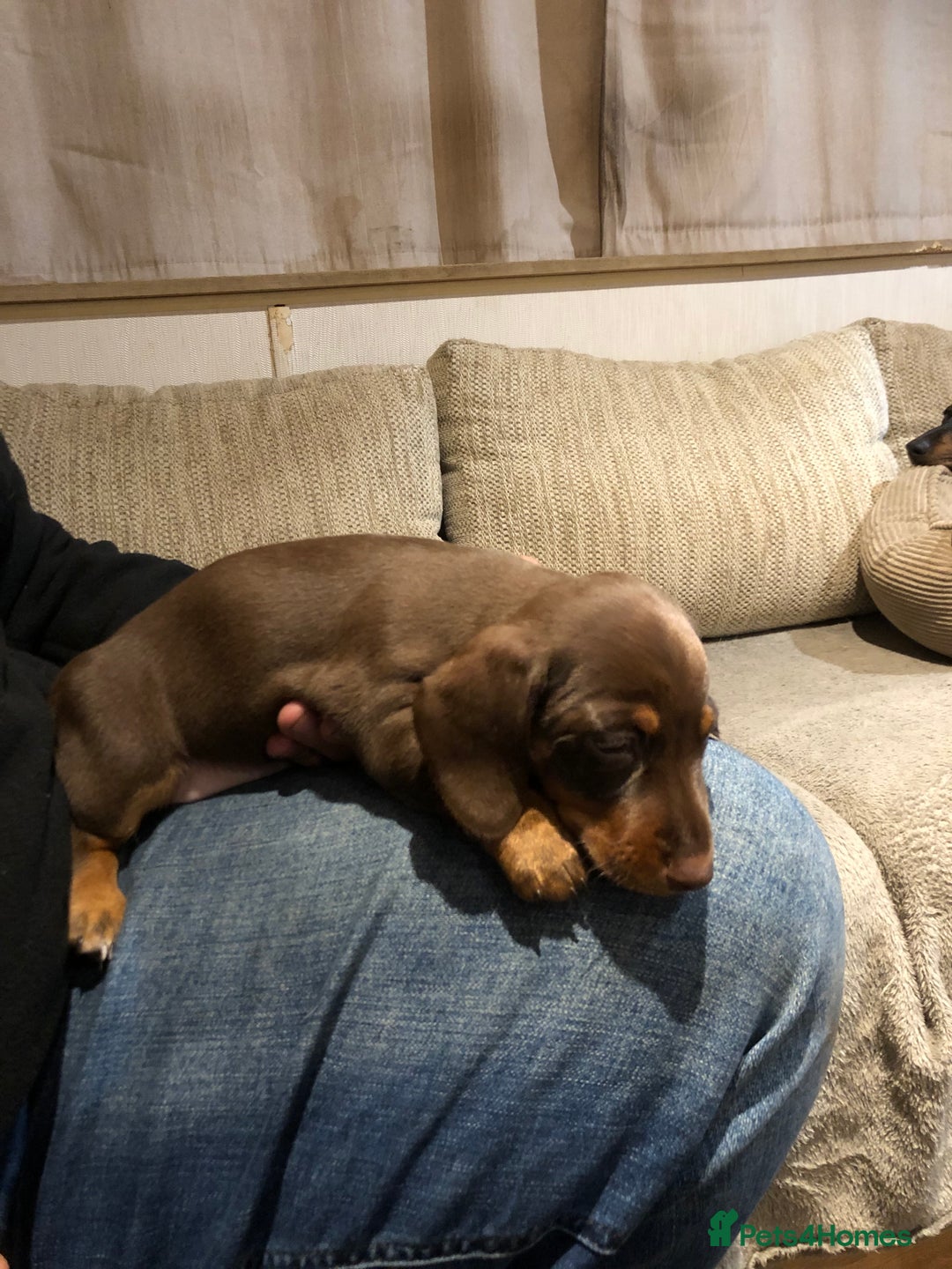 Mixed Breed dogs for sale: Jackschund puppies  - Image 7