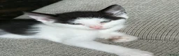 Mixed Breed cats for sale: 12 Beautiful kittens ready for their forever homes - Advert 13