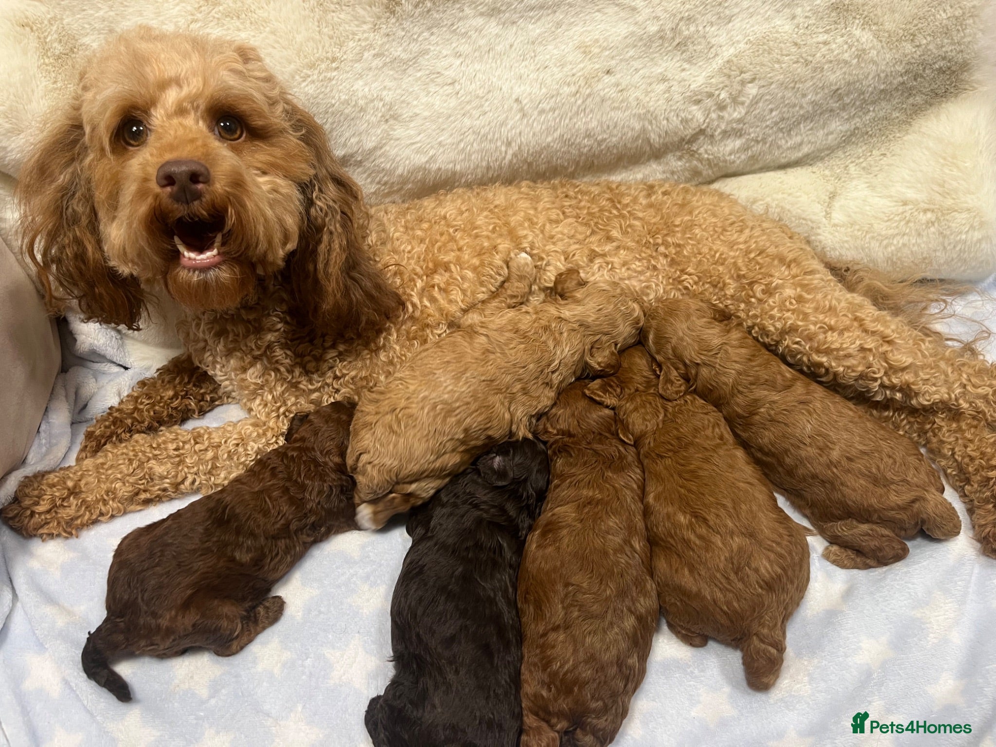 Cavapoochon dogs CAVAPOOCHON PUPPIES GIRLS/BOYS HEALTH TESTED - Advert 1