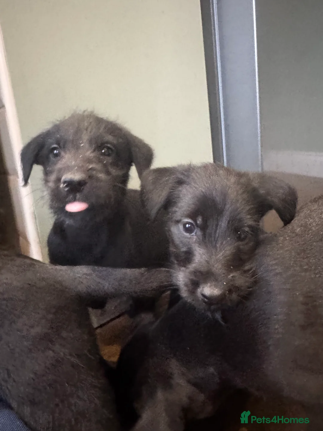 Mixed Breed dogs for sale: Labrador X lurcher  - Advert 7