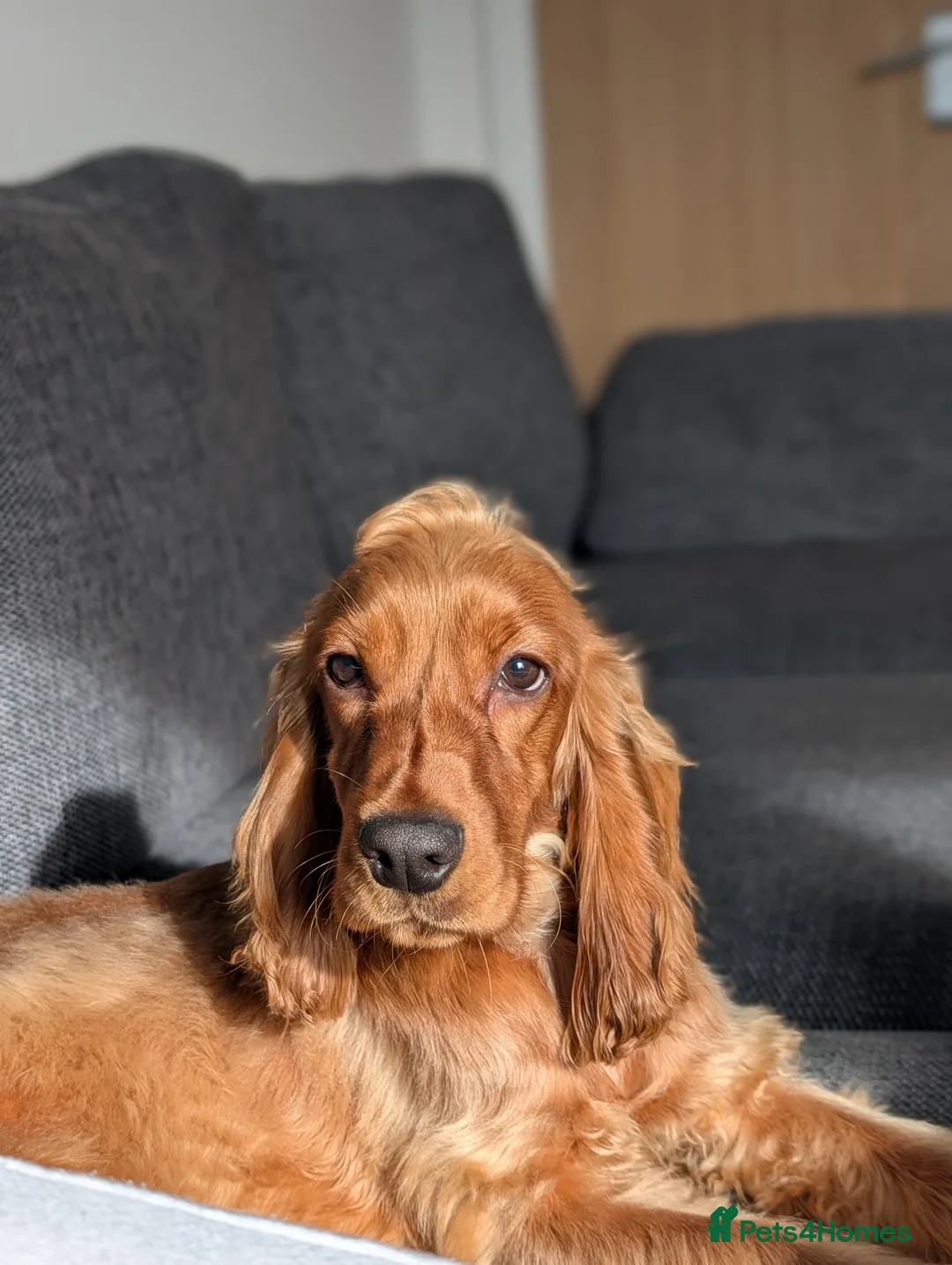 Cocker Spaniel dogs for sale: Show Cocker - Advert 2