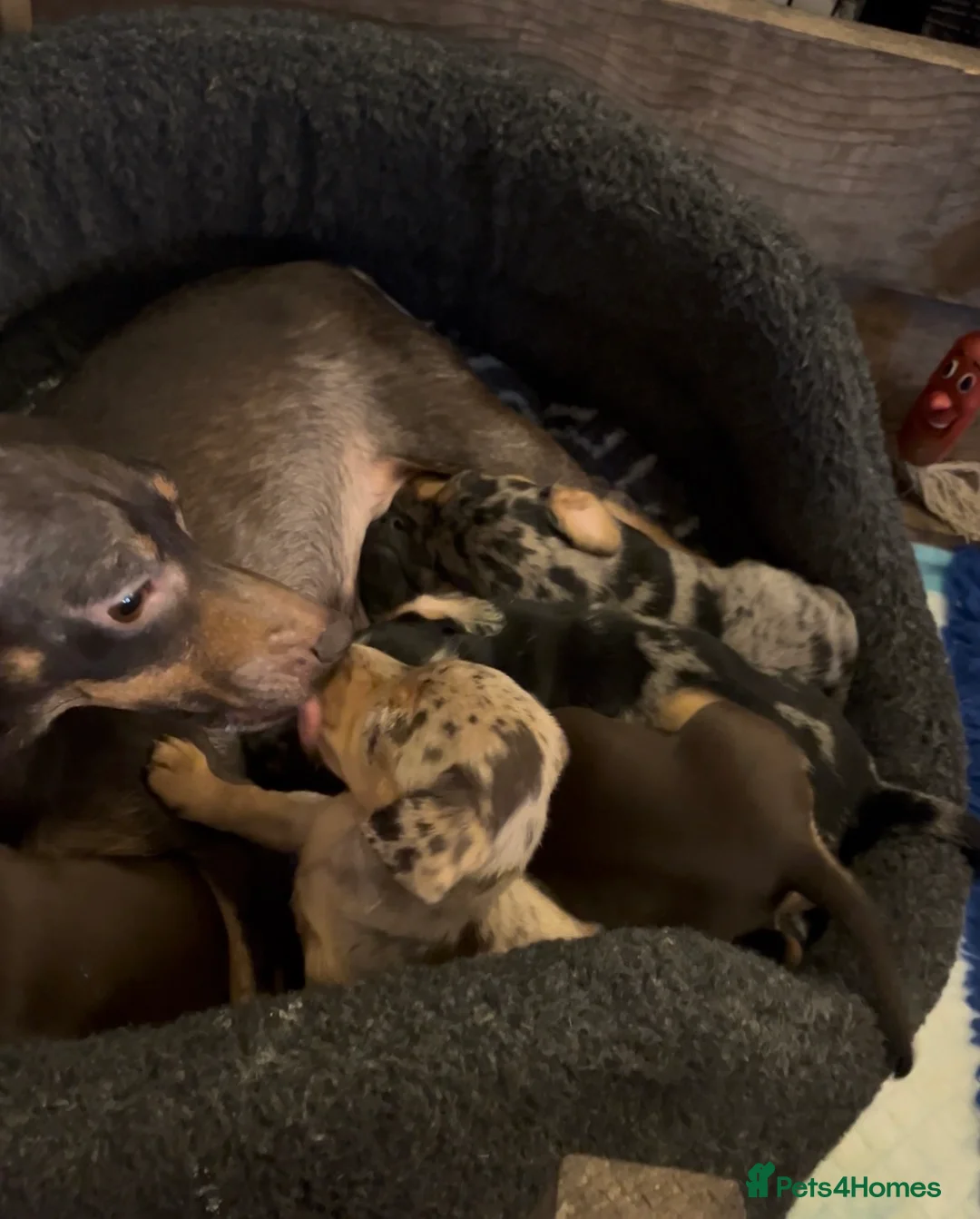 Jackshund dogs for sale: Stunning Homebred Miniature Jackshunds - Advert 5