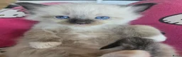 Ragdoll cats for sale: Just 2 left: Purebred female Ragdoll kittens - Advert 32