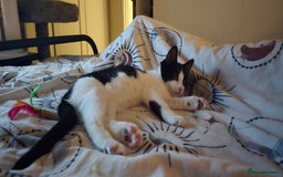 British Shorthair cats for sale: Little Karl Needs A New Home - Image 3