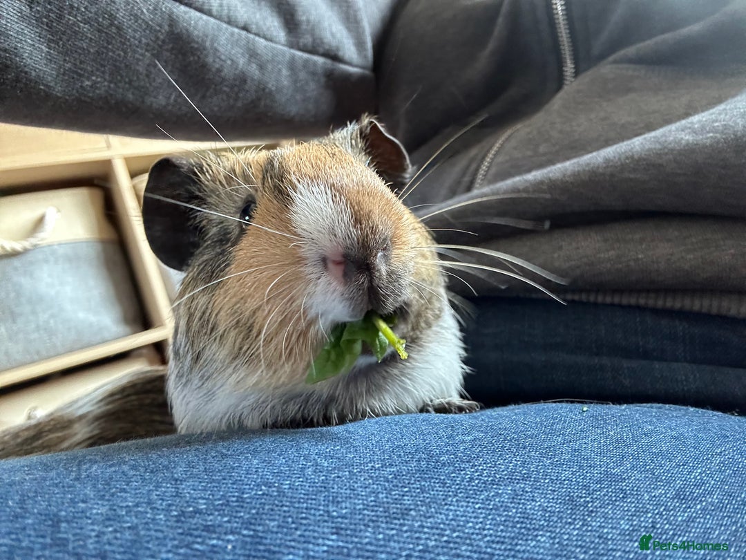 Guinea Pig rodents for sale: Bonded Male Guinea Pigs - Image 2