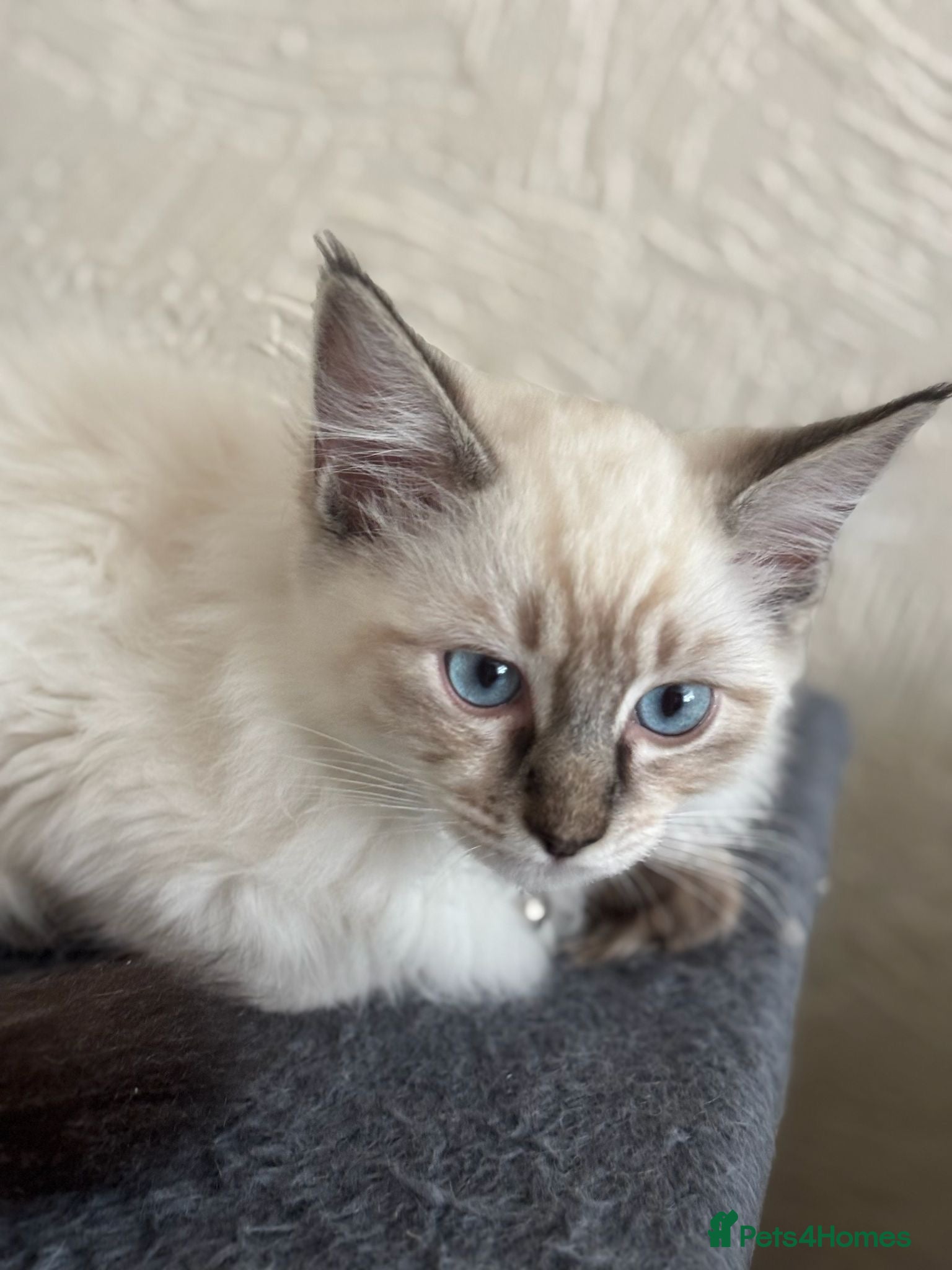Ragdoll cats Ragdoll kittens  - Advert 4