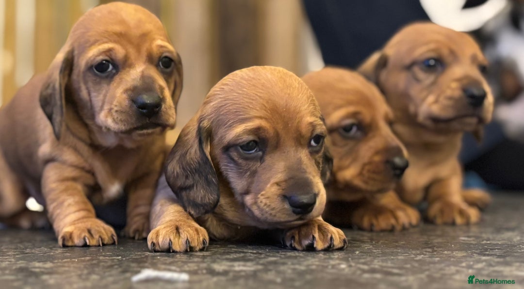 Miniature Dachshund dogs for sale: Miniature dachshund puppies  - Advert 12