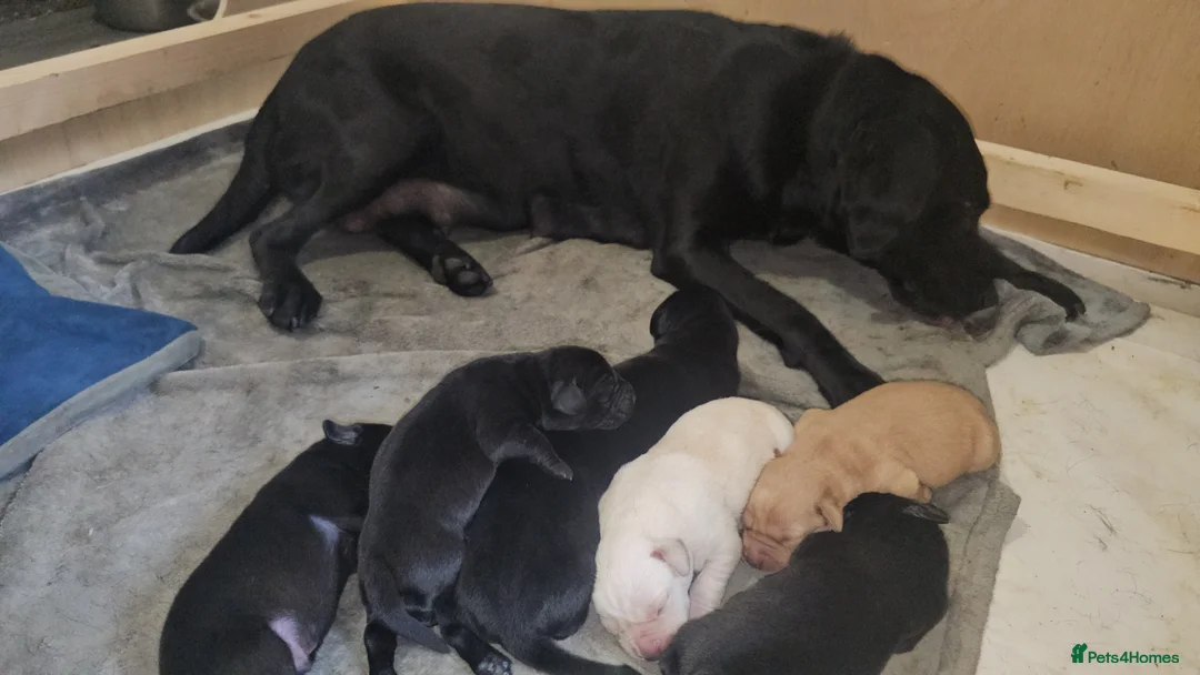 Labrador Retriever dogs for sale: Outstanding litter of 7 KC Reg Labrador Pups - Advert 2