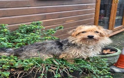 Jack Russell dogs for sale: Lovely Rough Coated Small Jack Russells  - Advert 12