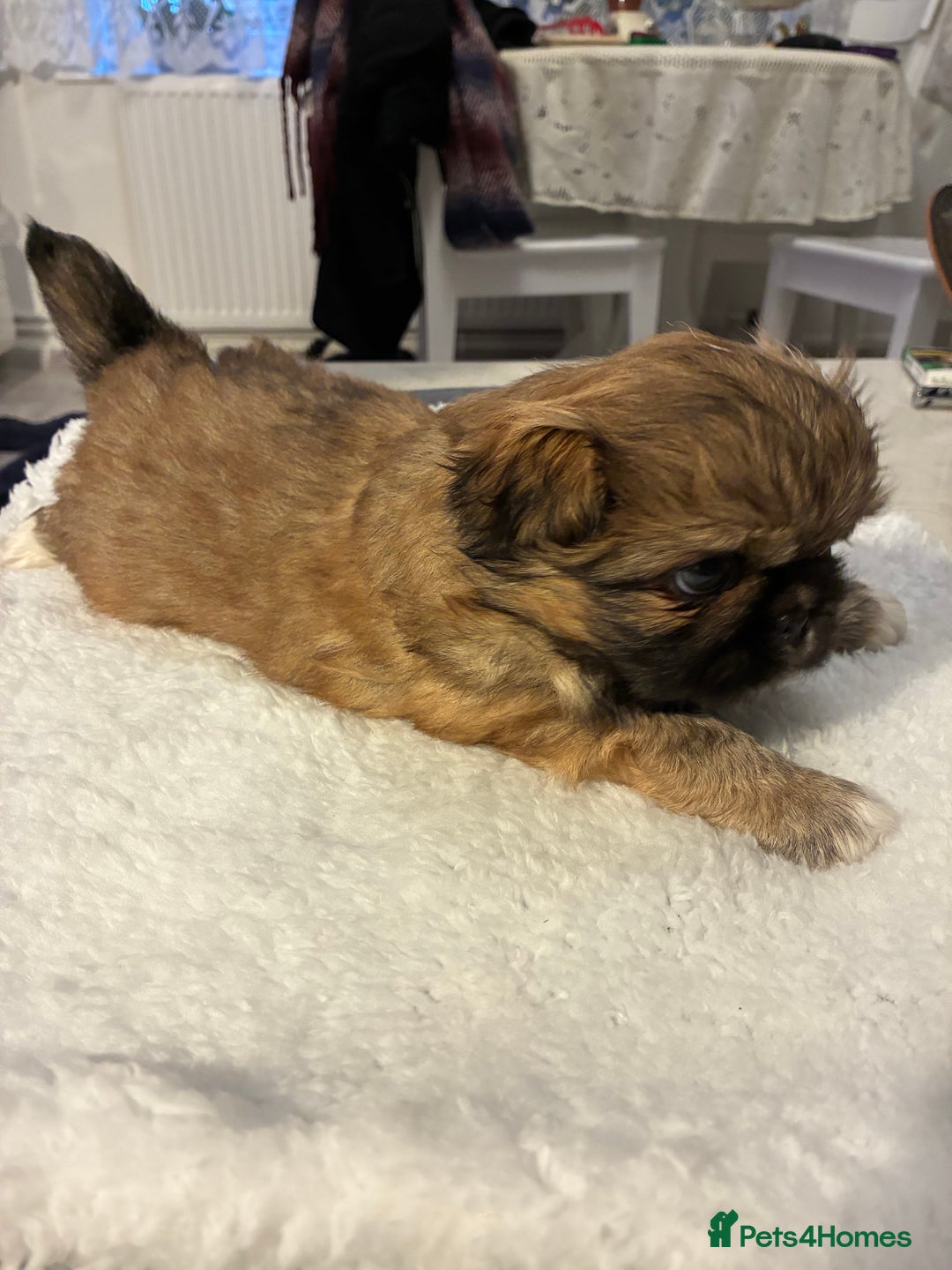 Pekingese dogs for sale: Pekingese puppies - Advert 8