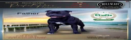Staffordshire Bull Terrier dogs for sale: Bullscaff PIRO, pharon&bill puppies - Advert 11