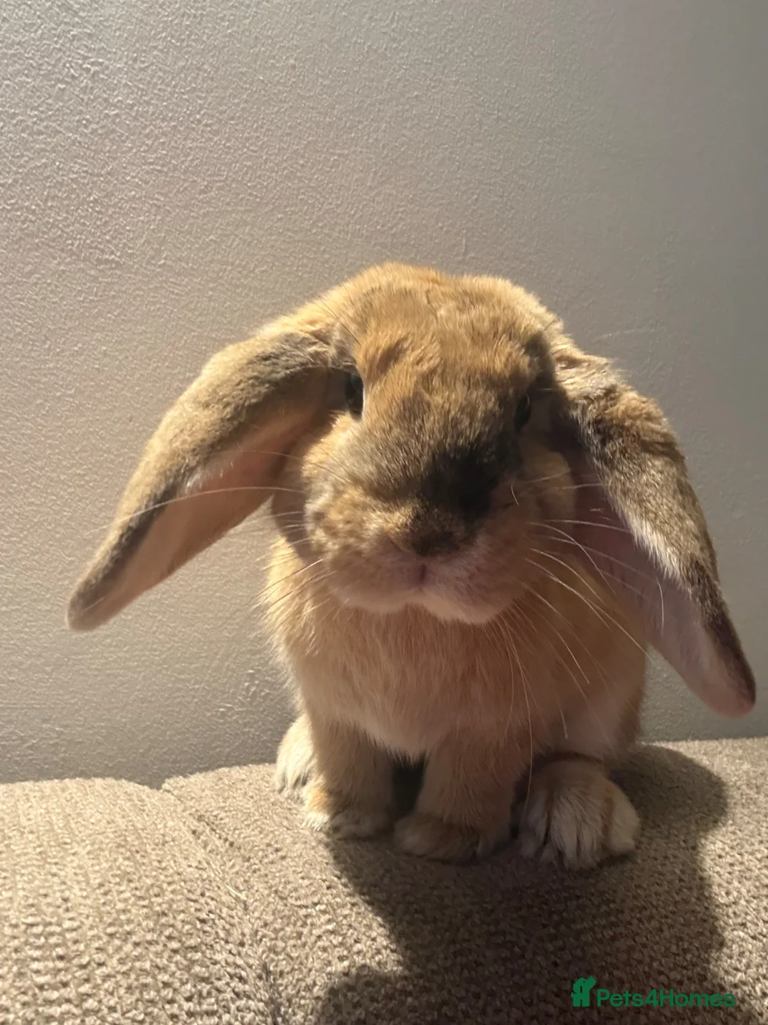 Mini Lop rabbits for sale: Truffle the Mini Lop in Manchester - Advert 2