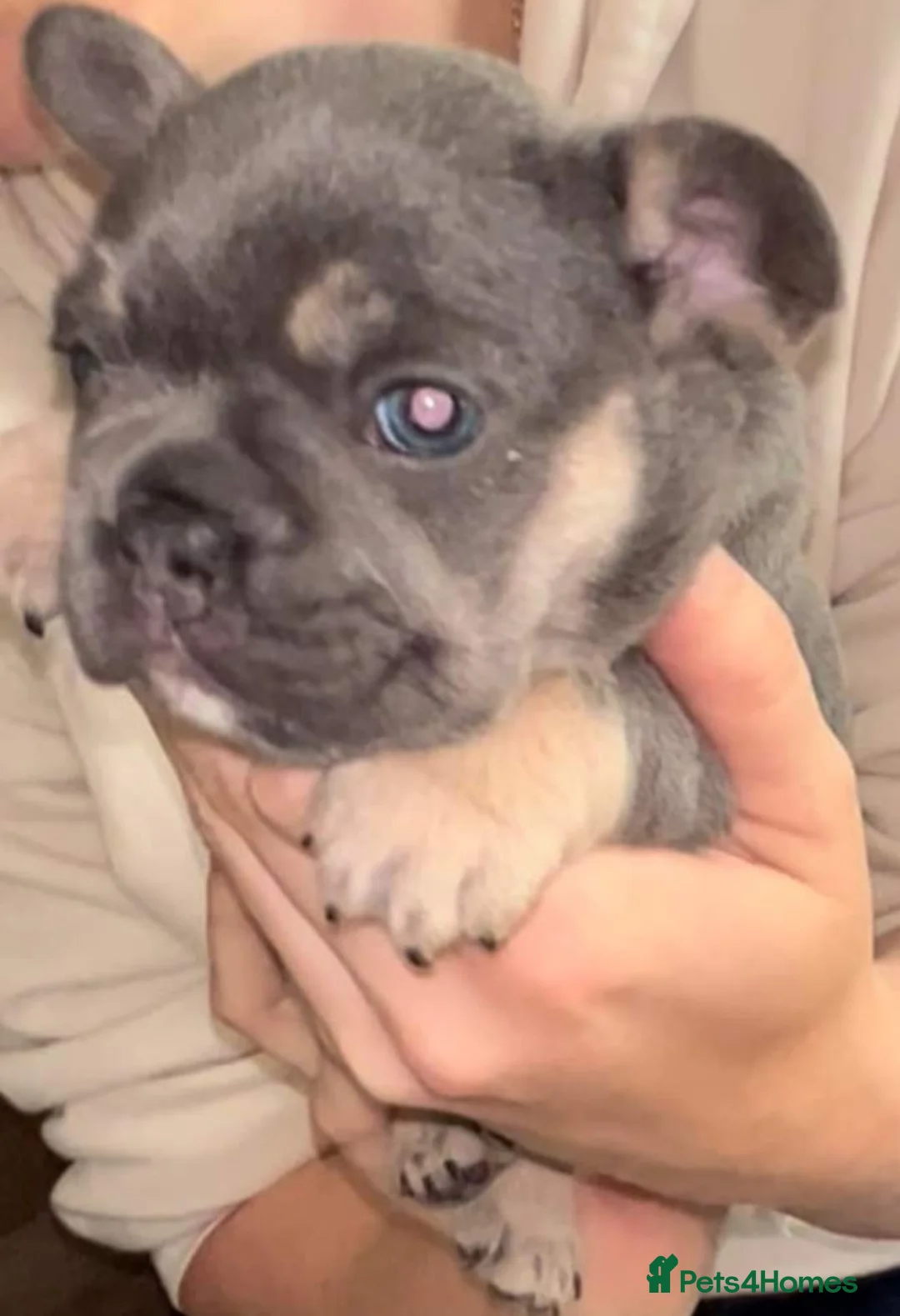 French Bulldog dogs for stud: Kc French bulldog Stud  - Advert 18