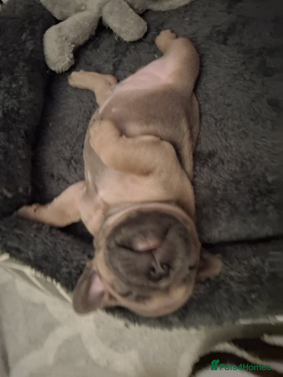 French Bulldog dogs for sale: French bulldogs - Advert 14
