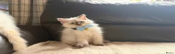 Ragdoll cats for sale: Six beautiful ragdoll kittens - Advert 15