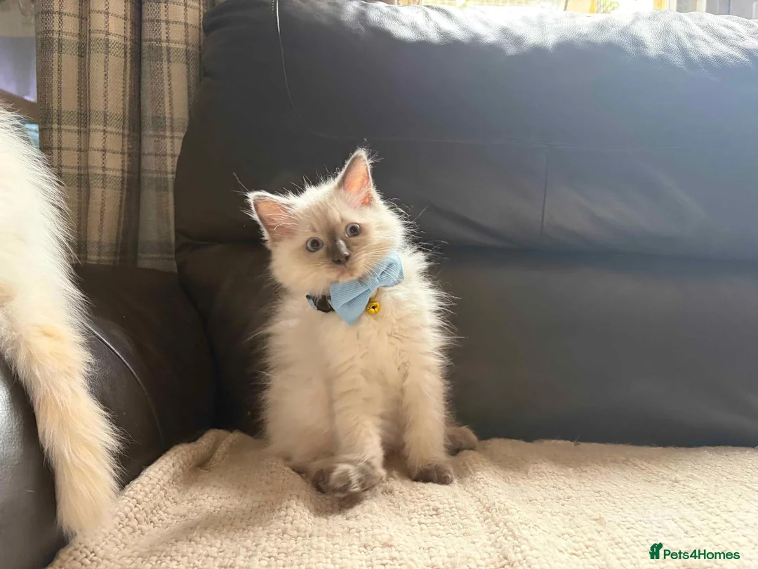 Ragdoll cats for sale: Six beautiful ragdoll kittens - Advert 15