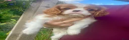 Cavalier King Charles Spaniel dogs for sale: Beautiful Ruby & Blenheim Cavalier King Charles - Advert 2