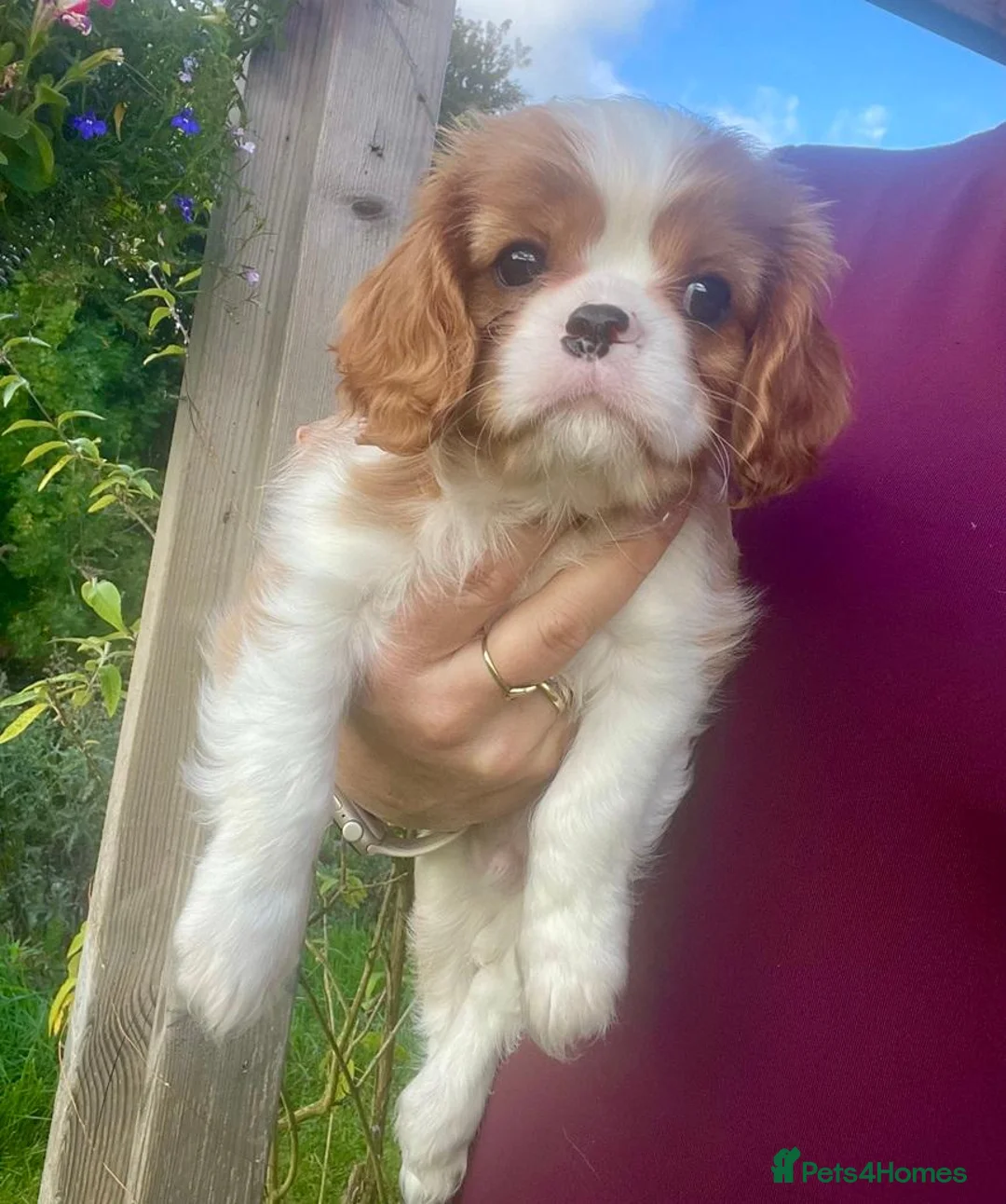 Cavalier King Charles Spaniel dogs for sale: Beautiful Ruby & Blenheim Cavalier King Charles - Advert 2