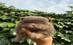 Pomeranian dogs for sale: ** KC pomeranian puppies - Image 8