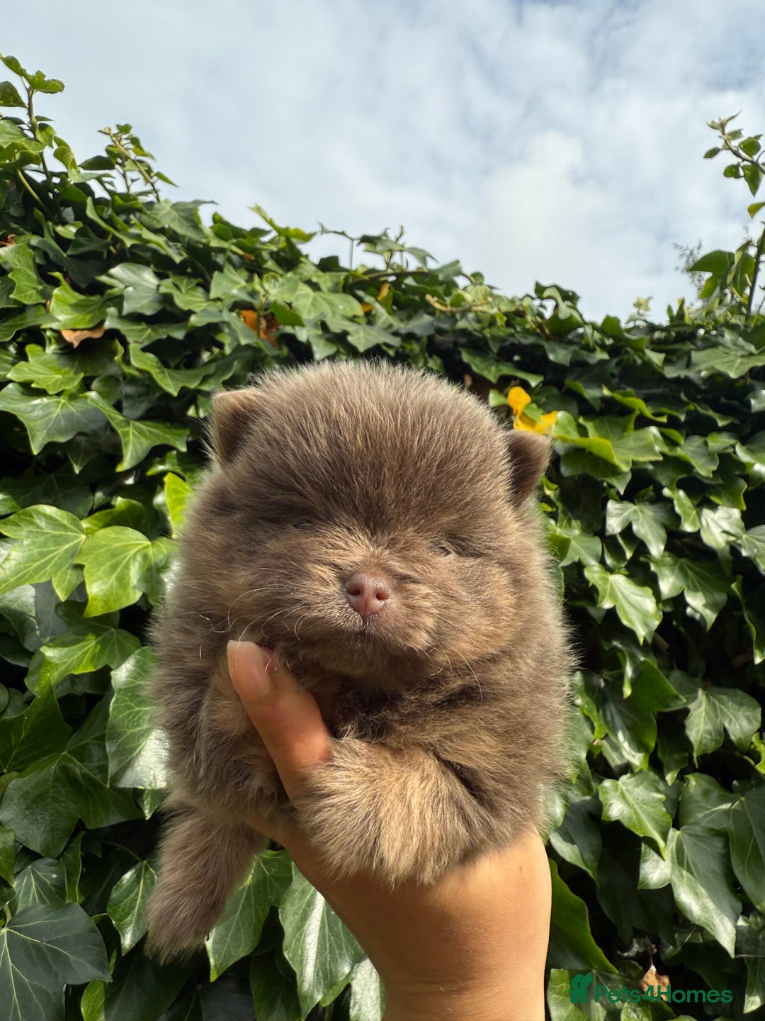 Pomeranian dogs for sale: ** KC pomeranian puppies - Image 8